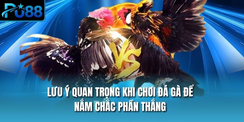 Lưu ý quan trọng khi chơi đá gà để nắm chắc phần thắng