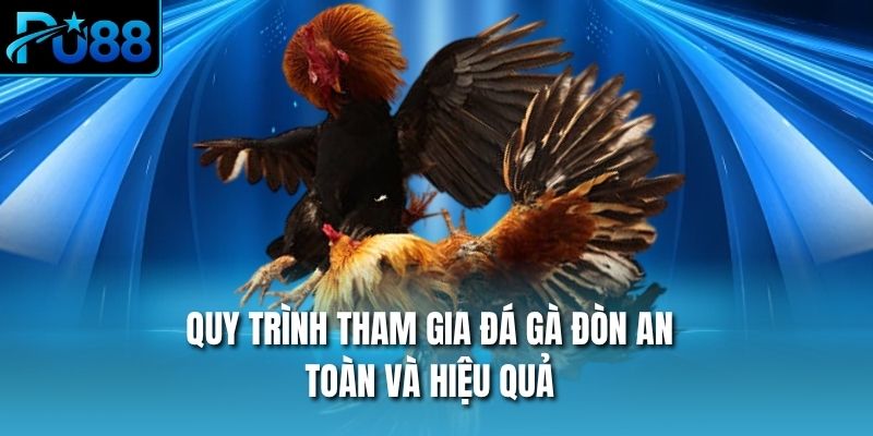 Quy trình tham gia đá gà đòn an toàn và hiệu quả
